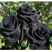 BLACK ROSES